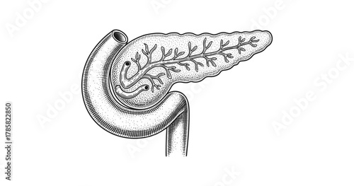 Detailed engraved anatomy of the pancreas in vintage style
