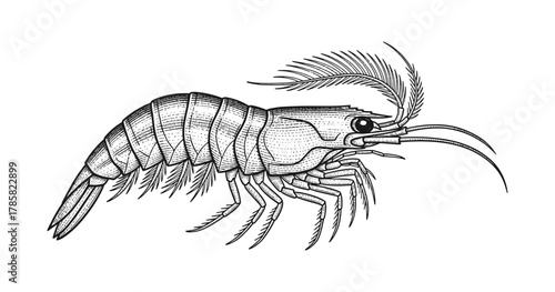 Intricate engraved style shrimp drawing with detailed patterns