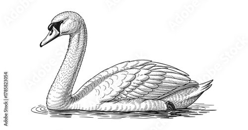 Elegant swan in detailed black and white drawing on water