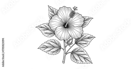 Intricate black and white hibiscus flower with detailed leaves