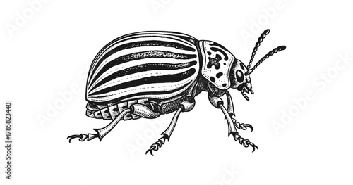Detailed black and white illustration of a colorado potato beetle with intricate patterns