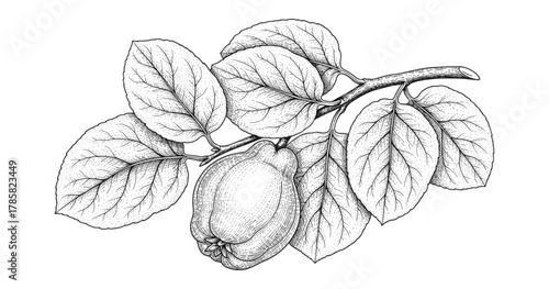 Detailed botanical drawing of quince fruit and leaves in black and white