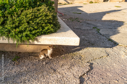 Cute stray cat resting under a stone bench in sunlight, Senj, Croatia