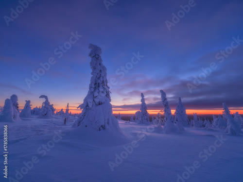 Northern winter landscape during sunset. Trees covered with snow. Winter wonderland. Panoramic natural landscape. Photo for background, wallpaper, postcards.