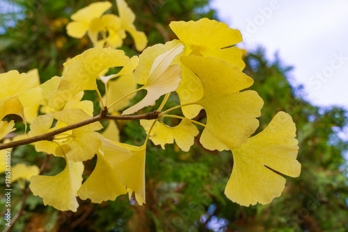Yellow and gold leaves of Ginkgo tree (Ginkgo biloba), known as ginkgo or gingko against background of blurry foliage. Close-up of golden foliage
