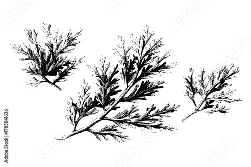 Elegant Evergreen Arrangement: trio thriving Juniper Berry Branches | Clean, isolated vector art for creative projects.