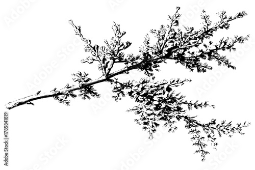 Elegant Tamarisk Branch | Clean, isolated vector art for creative projects.
