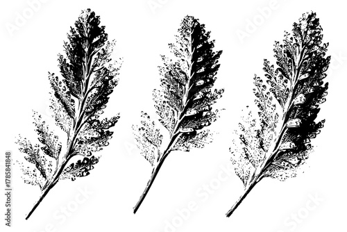 Skeletal Silhouettes Three Tamarisk Branches | Clean, isolated vector art for creative projects.
