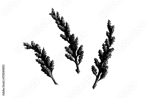 Elegant Evergreen Elevation - Trio Timeless Tamarisk Tops | Clean, isolated vector art for creative projects.
