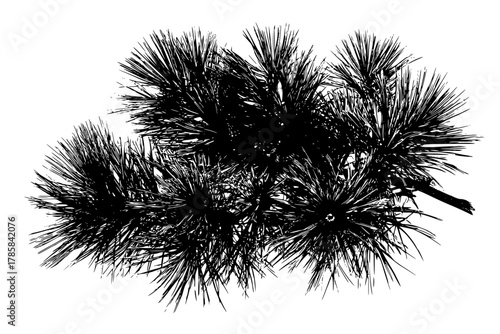 Evergreen Elegance: Detailed Spruce Needles Bouquet | Clean, isolated vector art for creative projects.