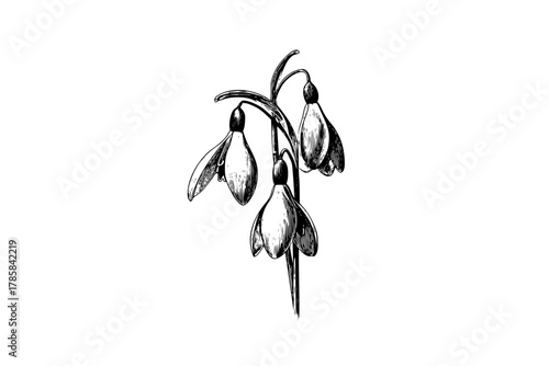 Winter's Blessing: Snowdrop Flower Field | Clean, isolated vector art for creative projects.