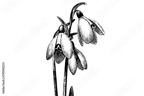 Winter's Whispers: Three Snowdrops Silhouette | Clean, isolated vector art for creative projects.