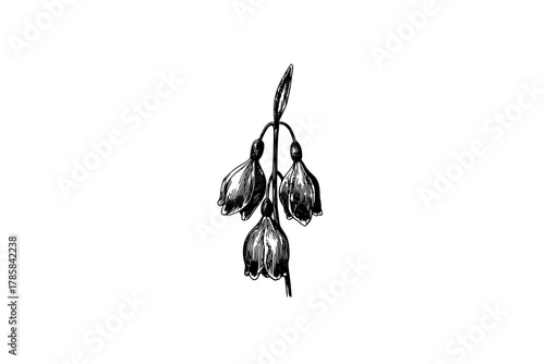 Elegant Black White Flower Bouquet | Clean, isolated vector art for creative projects.