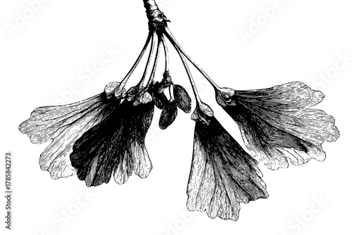 Silent Symphony Nature: Black White Ode Maple's Samara | Clean, isolated vector art for creative projects.