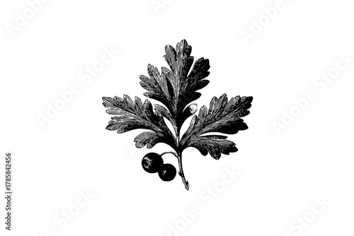 Botanical Detail: Single Cent Rue Leaf | Clean, isolated vector art for creative projects.