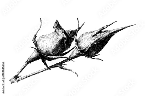 Elegant Silhouette Rose | Clean, isolated vector art for creative projects.