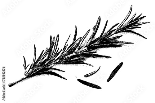 Elegant Branches Rosemary | Clean, isolated vector art for creative projects.