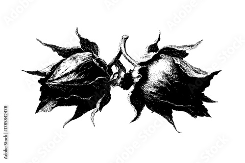 Elegant Silhouette Two Rose Sharon Buds | Clean, isolated vector art for creative projects.