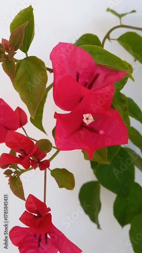 Red bougainvillea flowers, white background, beautiful blooming plant 