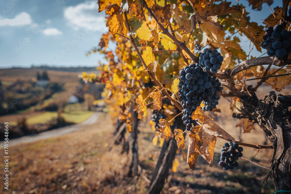 Fototapeta premium Bunches of black grapes on branches in a vineyard, autumn landscape and background