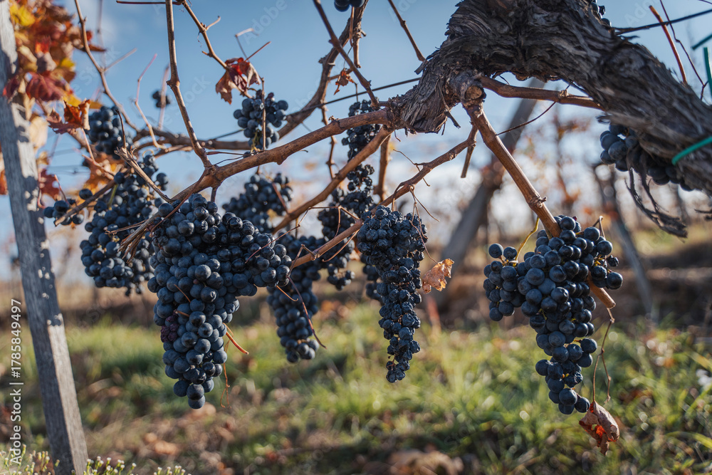 Naklejka premium Bunches of black grapes on branches in a vineyard, autumn landscape and background