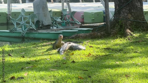 Water monitor lizard eating dead catfish at the park symbolizing wild predator feeding behavior