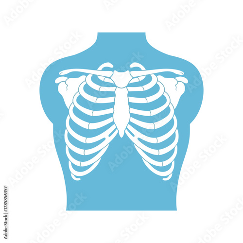 Human rib cage anatomy illustration   thoracic skeleton system medical graphic