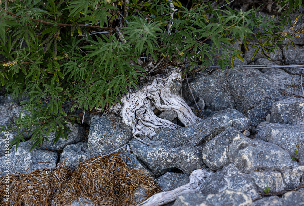 Obraz premium Roots and green leaves on rocky coast, symbol of resilience and natural adaptation, minimal composition and organic texture, natural light