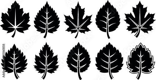 Set of black silhouette maple and linden leaves vector illustration for nature design elements 