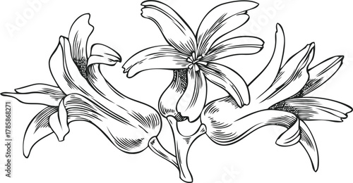 Hyacinth flowers bunch engraved sketch vector icon, hand drawn spring blossom plant, blooming herb ink botanical design