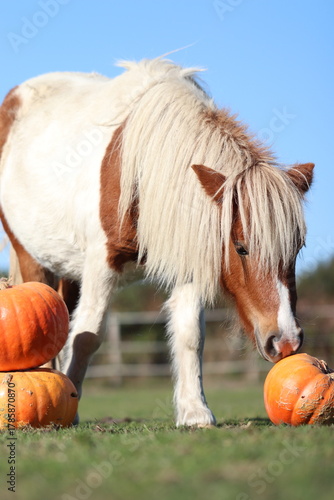 Chevaux cochon dinde et citrouille d'halloween