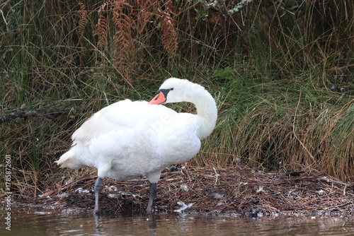 Hérons aigrettes cygnes 