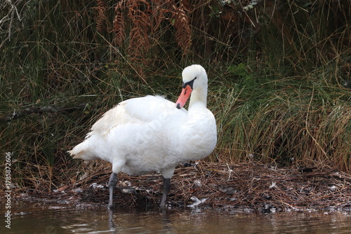 Hérons aigrettes cygnes 