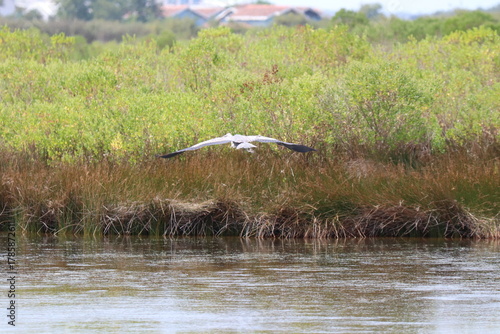 Hérons aigrettes cygnes 
