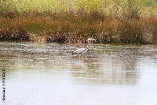 Hérons aigrettes cygnes 