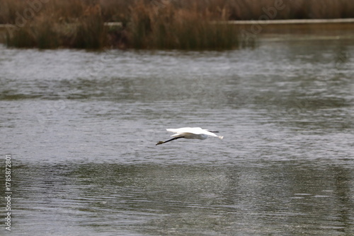 Hérons aigrettes cygnes 