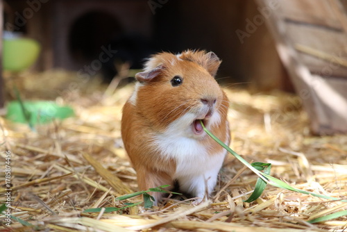 lapins cochon d'inde