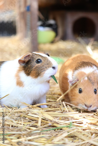 lapins cochon d'inde