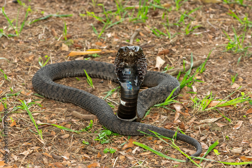 The beautiful Rinkhals (Hemachatus haemachatus), also known as a ringhals or ring-necked spitting cobra, displaying its signature hood in a defensive pose – Africa’s deadly venomous snake