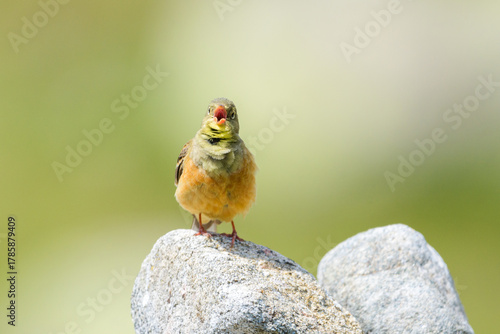 Ortolan bunting male wide singing