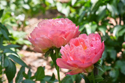 Fototapeta Naklejka Na Ścianę i Meble -  Coral coloured peonies close-up. Two peony flower in the garden