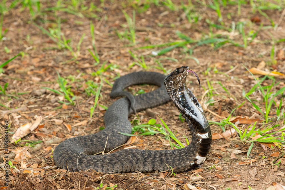 Fototapeta premium The beautiful Rinkhals (Hemachatus haemachatus), also known as a ringhals or ring-necked spitting cobra, displaying its signature hood in a defensive pose – Africa’s deadly venomous snake