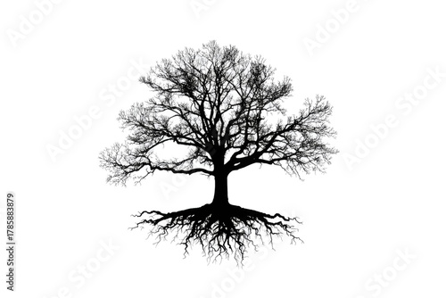 Black silhouette of a bare tree with intricate roots on a white background
