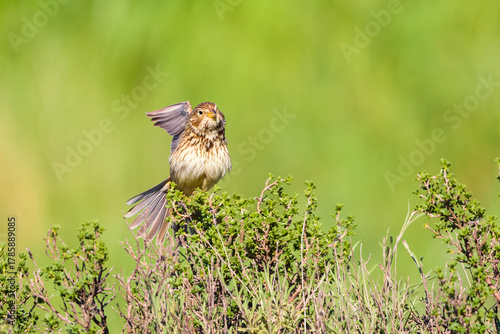 Corn bunting Emberiza calandra stretching wings on a bush, Valladolid, Spain