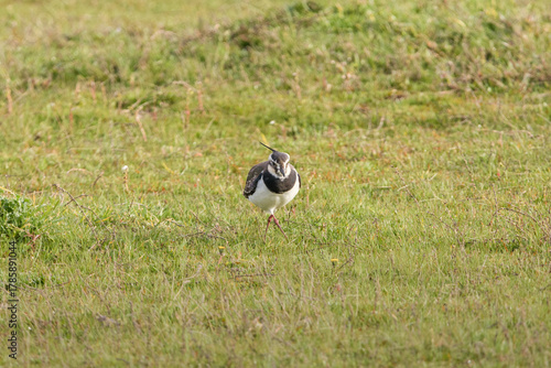 Northern lapwing Vanellus vanellus in grassland at Lagunas de Villafafila, Spain