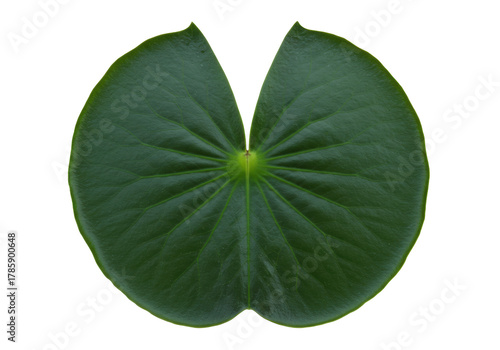 Bild auf Leinwand Isolated Water Lily Leaf Fresh Plant, Natural Green Floating Plant with Radial V