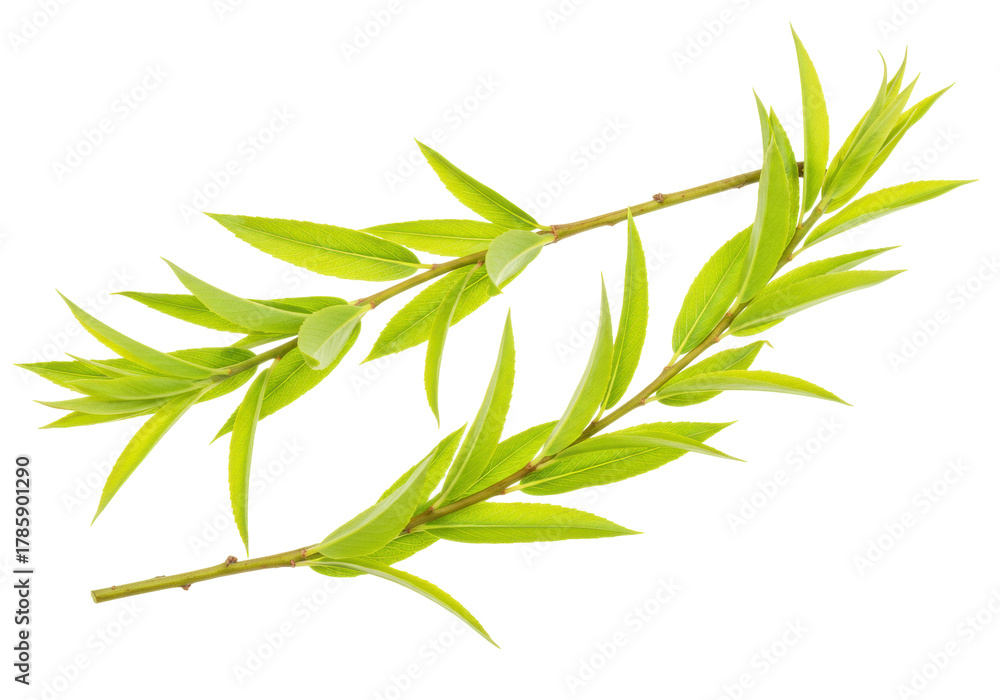 Naklejka premium Isolated willow branches with slender green leaves create a fresh and tranquil composition.