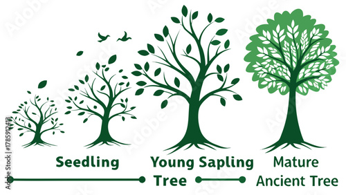 The life cycle of a tree from seedling to mature ancient tree