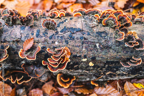 Trametes mushroom on a tree trunk, autumnal atmosphere