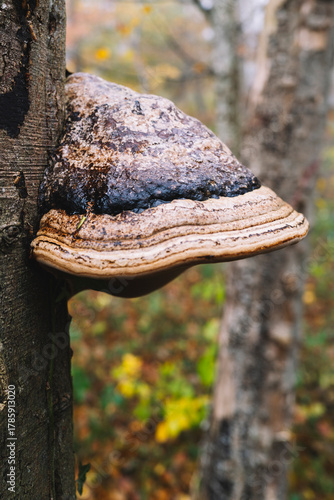 Giant parasitic fungus on a tree, autumnal atmosphere